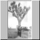 WISCJoshua tree.jpg
